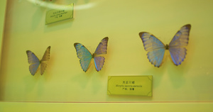 昆虫博物馆蝴蝶标本4K合集113秒视频