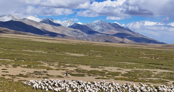 延时航拍西藏冈底斯山脉放牧风光视频