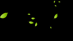 绿色树叶 绿叶粒子50秒视频