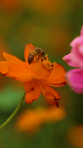 蜜蜂在花朵上采蜜慢动作视频