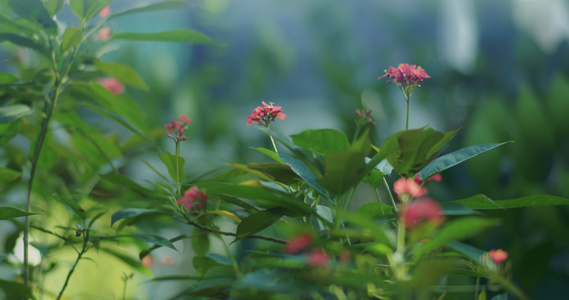 植物4K空镜集合集锦[前瞻]视频