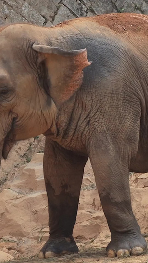亚洲象实拍视频哺乳动物9秒视频