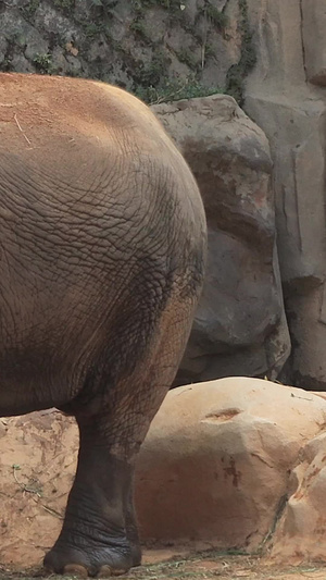 亚洲象实拍视频哺乳动物9秒视频