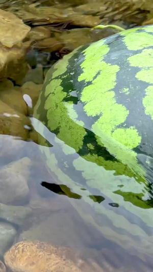 山脚下山泉水里冰镇西瓜在山间小溪里冰西瓜28秒视频