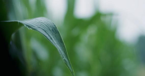 水滴植物4K高速摄影视频