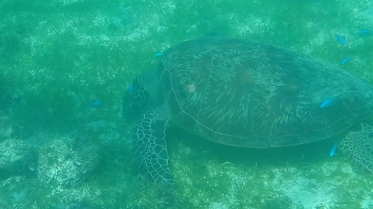 海洋生物 玳瑁视频