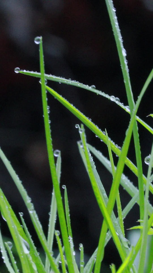 微距拍摄雨后阳光下青草草间露珠素材生机勃勃38秒视频