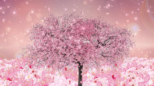 唯美动态樱花树大气花海背景视频元素视频