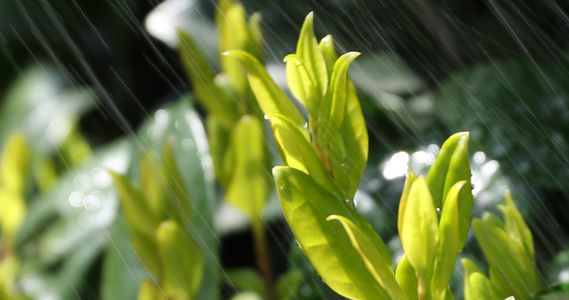 雨后新茶视频