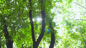 4K实拍夏日风景阳光森林树木光影自然风景空镜13秒视频