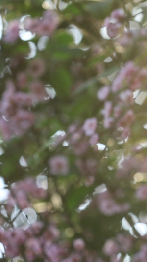 春天阳光明媚樱花盛开素材春光灿烂37秒视频