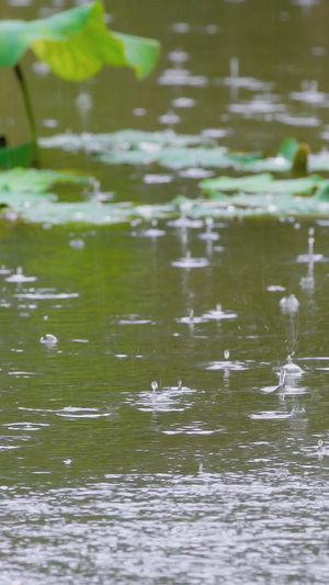 夏季雨水落在池塘里梅雨季29秒视频