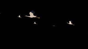 透明通道手绘鹤群素材60秒视频
