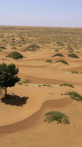 航拍腾格里沙漠生长的树大自然视频
