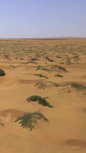 航拍腾格里沙漠生长的树大自然10秒视频
