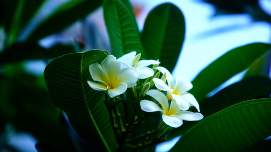 热带鸡蛋花视频