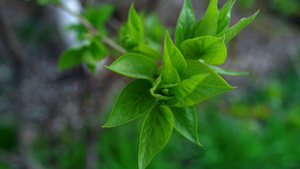 春天花园里的绿色植物16秒视频