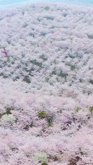 航拍黄蜡白色贵州樱花园素材平坝樱花园176秒视频