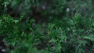 在美丽的森林中深绿色的灌木摇曳12秒视频