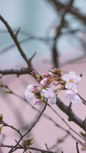 城市春天盛开的樱花素材春天素材视频