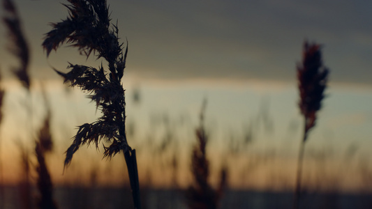 在自然景观背景下的日落水海滩上吹着风的芦苇草视频