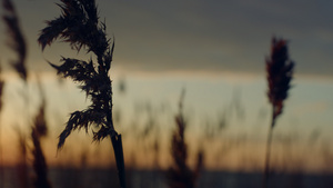 在自然景观背景下的日落水海滩上吹着风的芦苇草25秒视频