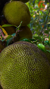 泰国水果波罗蜜树及果实实拍合集水果皇后视频