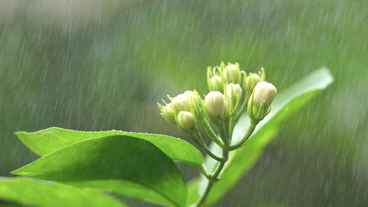 小暑雨露茉莉 视频