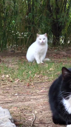 公园里的猫流浪猫组织20秒视频