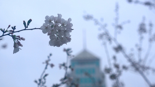4K春天樱花季来临樱花盛开与建筑唯美视频素材视频