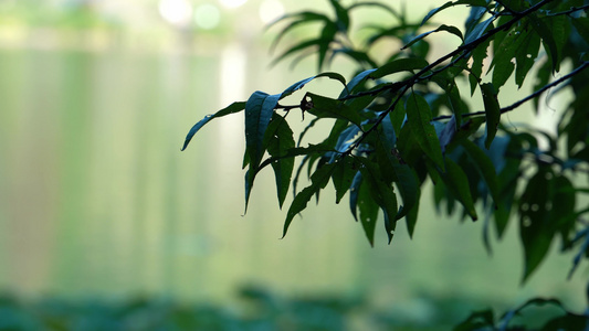 重庆照母山人和水库植物视频背景素材视频