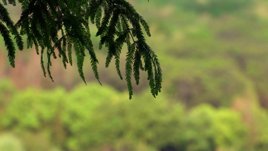 重庆照母山人和水库植物视频背景素材视频