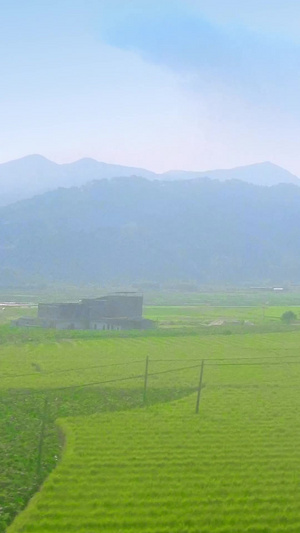 高铁车窗外视角水稻稻田播种生机勃勃12秒视频