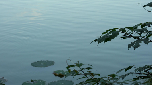 重庆照母山人和水库植物视频背景素材视频