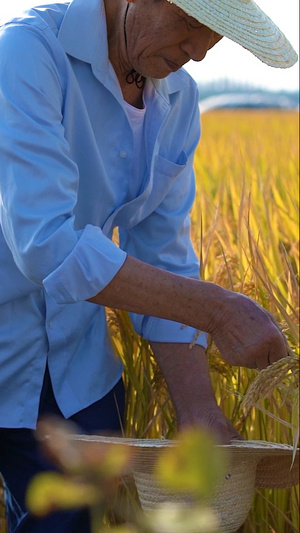 农民在田地里收割水稻18秒视频