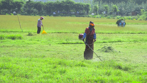 4K实拍除草机除草清理草坪14秒视频