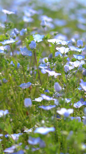 蓝色喜林草花海19秒视频