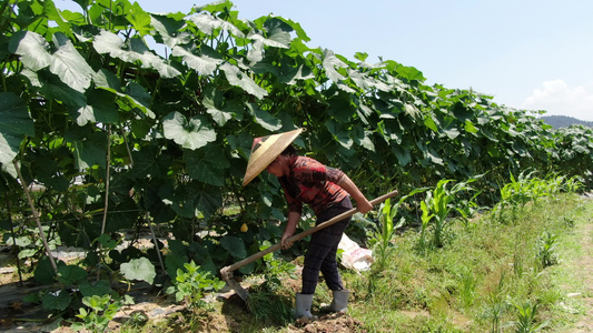 农民蔬菜地里种蔬菜[种麦子]视频