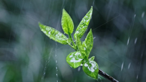 4k春雨雨水雨滴下雨嫩芽21秒视频