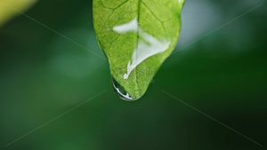 高清雨水雨滴下雨雨水滑落植物15秒视频