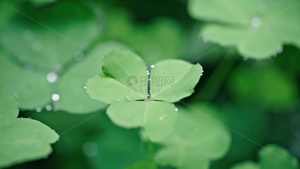 高清雨水雨滴下雨雨水滑落植物49秒视频