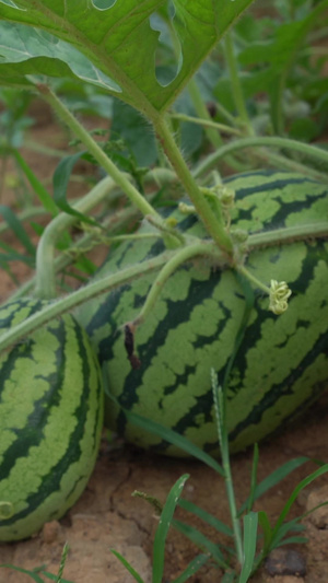 新农村西瓜种植农家作物22秒视频