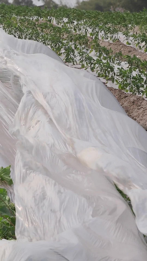 刮大风农作物大棚种植受灾农作物受灾46秒视频