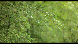 绿色竹叶在风中摇摆4k17秒视频