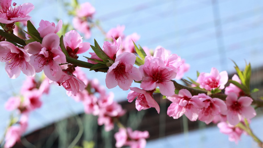 桃花空境素材视频