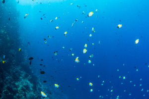 海底小银鱼群34秒视频