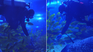 海洋馆潜水工作人员给大石斑鱼喂食15秒视频
