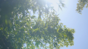 春天绿色的竹子逆光阳光拍摄55秒视频