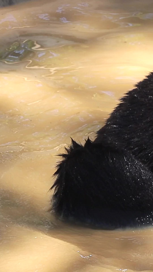 实拍黑熊合集动物园79秒视频