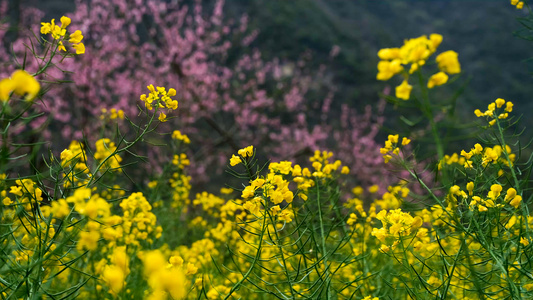 油菜花和桃花视频